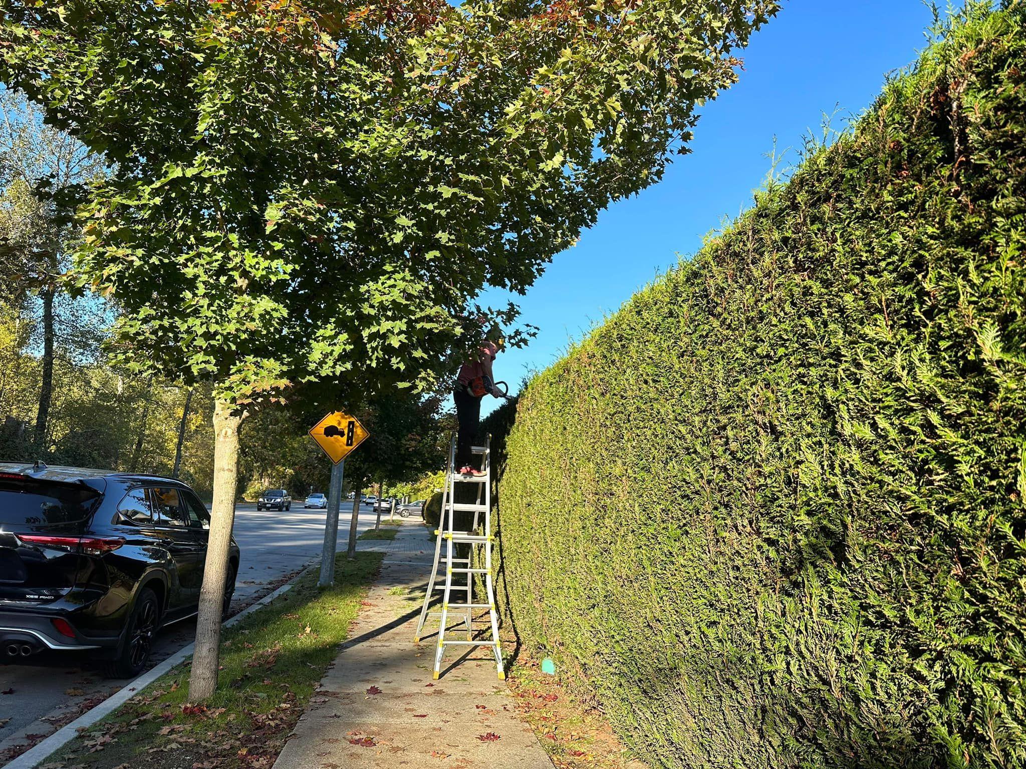 Post image of Chăm sóc vườn, cỏ, cảnh quan - Lawn & Garden Care 